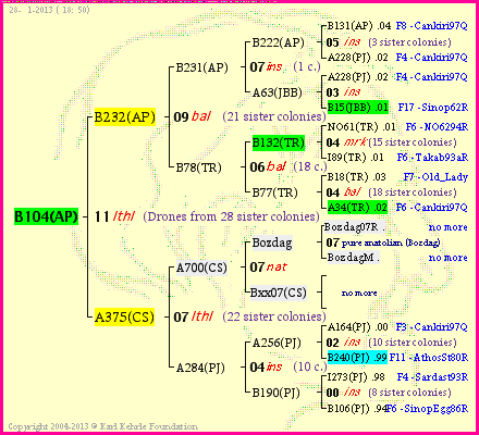 Pedigree of B104(AP) :
four generations presented