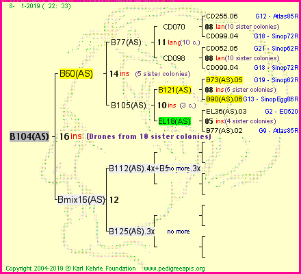 Pedigree of B104(AS) :
four generations presented<br />it's temporarily unavailable, sorry!