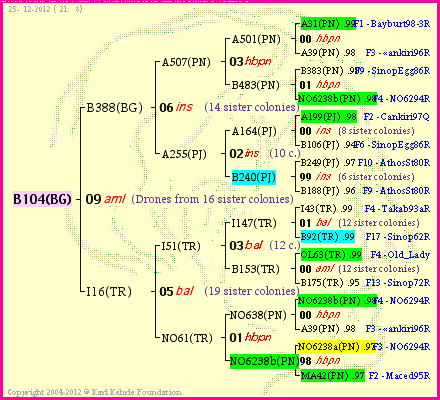 Pedigree of B104(BG) :
four generations presented