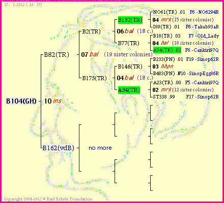 Pedigree of B104(GH) :
four generations presented