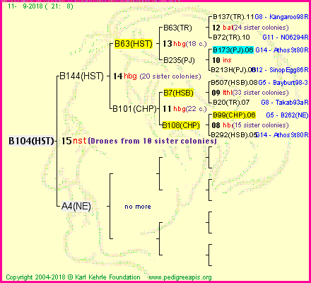 Pedigree of B104(HST) :
four generations presented