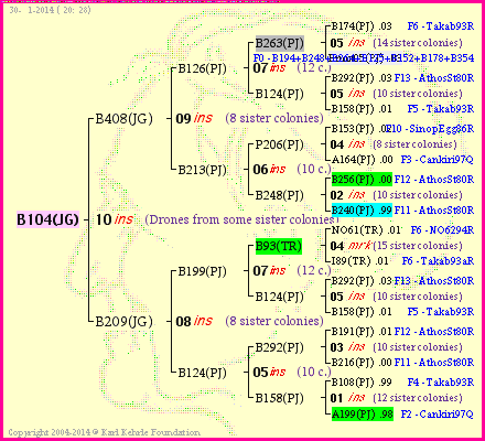 Pedigree of B104(JG) :
four generations presented