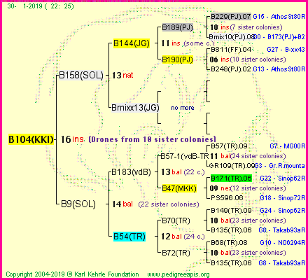 Pedigree of B104(KKI) :
four generations presented<br />it's temporarily unavailable, sorry!