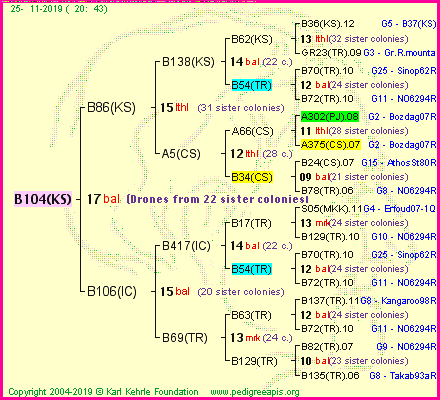 Pedigree of B104(KS) :
four generations presented<br />it's temporarily unavailable, sorry!