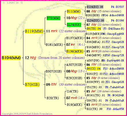 Pedigree of B104(MM) :
four generations presented