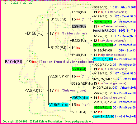 Pedigree of B104(PJ) :
four generations presented
it's temporarily unavailable, sorry!