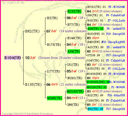 Pedigree of B104(TR) :
four generations presented