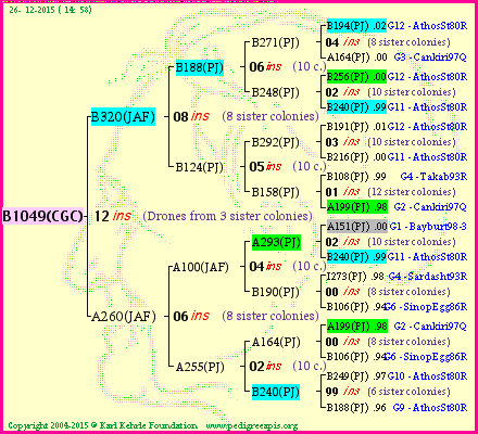 Pedigree of B1049(CGC) :
four generations presented