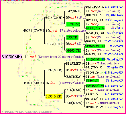 Pedigree of B105(GMH) :
four generations presented