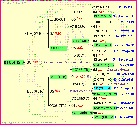 Pedigree of B105(HST) :
four generations presented