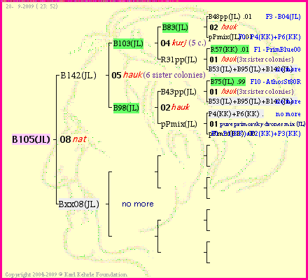 Pedigree of B105(JL) :
four generations presented