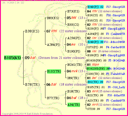 Pedigree of B105(KS) :
four generations presented