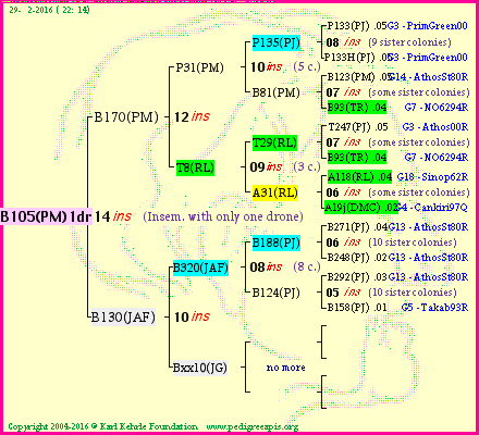 Pedigree of B105(PM)1dr :
four generations presented