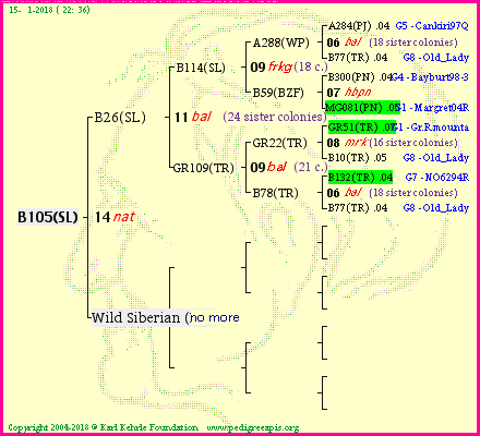 Pedigree of B105(SL) :
four generations presented