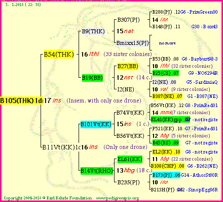 Pedigree of B105(THK)1dr :
four generations presented