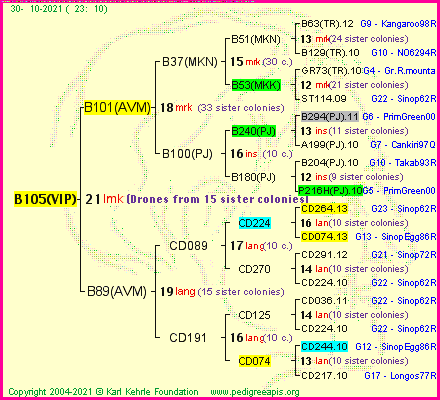 Pedigree of B105(VIP) :
four generations presented
it's temporarily unavailable, sorry!