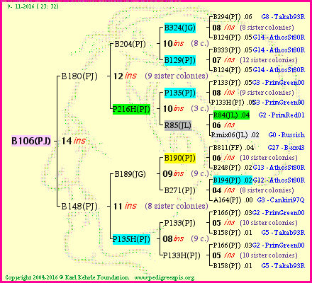 Pedigree of B106(PJ) :
four generations presented