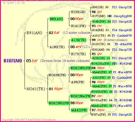 Pedigree of B107(AH) :
four generations presented