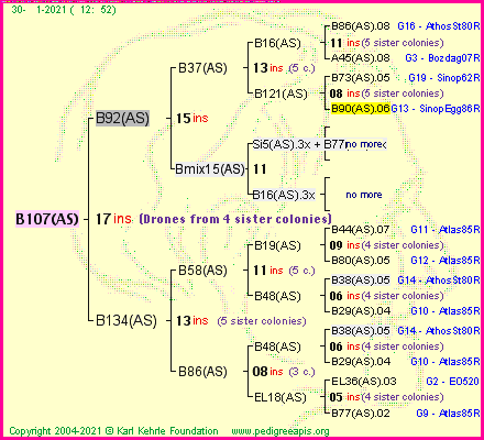 Pedigree of B107(AS) :
four generations presented
it's temporarily unavailable, sorry!