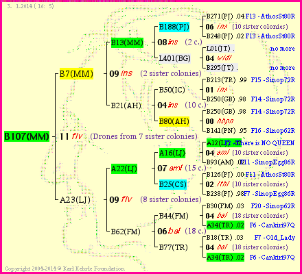 Pedigree of B107(MM) :
four generations presented