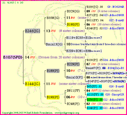 Pedigree of B107(SPD) :
four generations presented