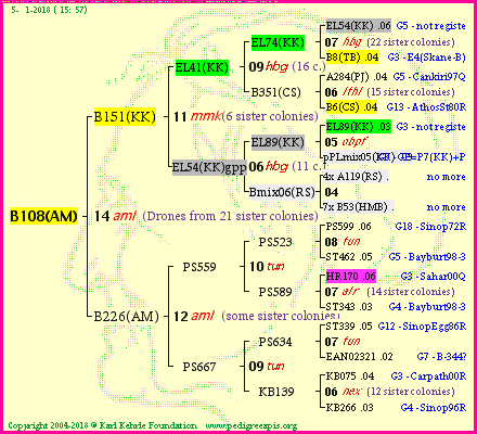 Pedigree of B108(AM) :
four generations presented