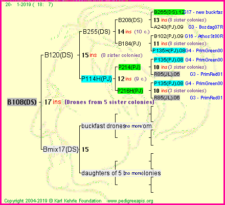 Pedigree of B108(DS) :
four generations presented
it's temporarily unavailable, sorry!