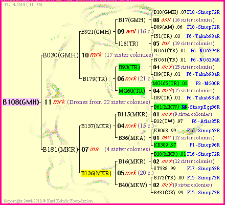 Pedigree of B108(GMH) :
four generations presented