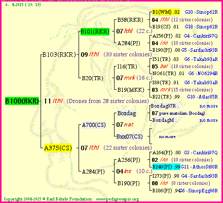 Pedigree of B108(RKR) :
four generations presented