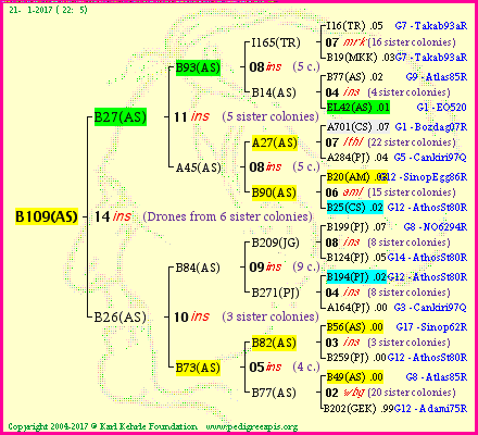 Pedigree of B109(AS) :
four generations presented