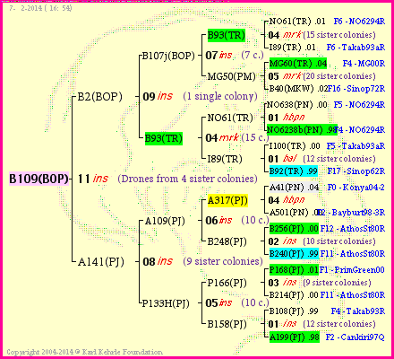 Pedigree of B109(BOP) :
four generations presented