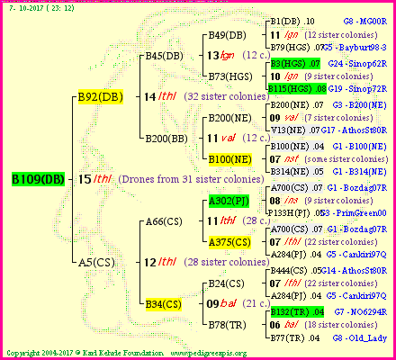 Pedigree of B109(DB) :
four generations presented