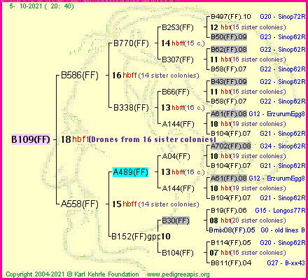 Pedigree of B109(FF) :
four generations presented
it's temporarily unavailable, sorry!