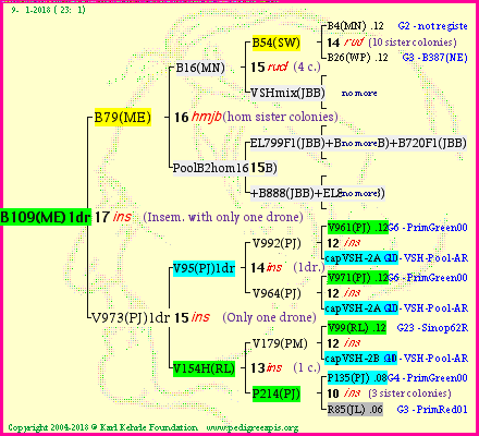 Pedigree of B109(ME)1dr :
four generations presented