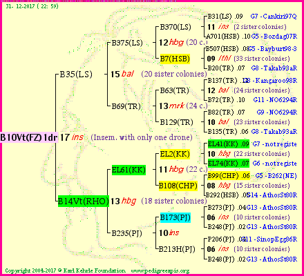 Pedigree of B10Vt(FZ)1dr :
four generations presented