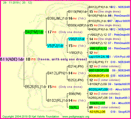 Pedigree of B11(ADE)1dr :
four generations presented
it's temporarily unavailable, sorry!