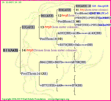 Pedigree of B11(AKB) :
four generations presented<br />it's temporarily unavailable, sorry!