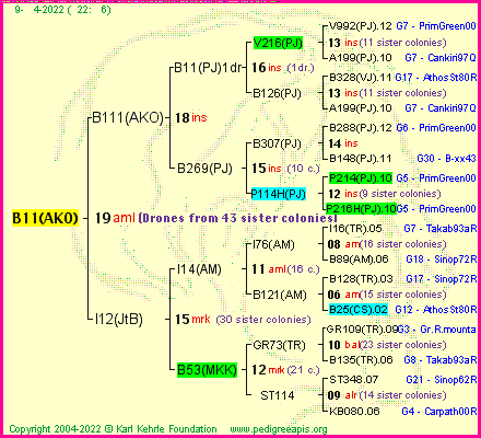 Pedigree of B11(AKO) :
four generations presented
it's temporarily unavailable, sorry!