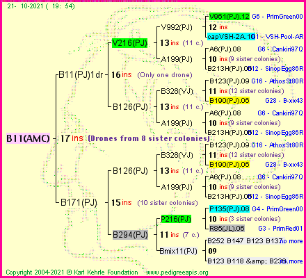 Pedigree of B11(AMC) :
four generations presented
it's temporarily unavailable, sorry!