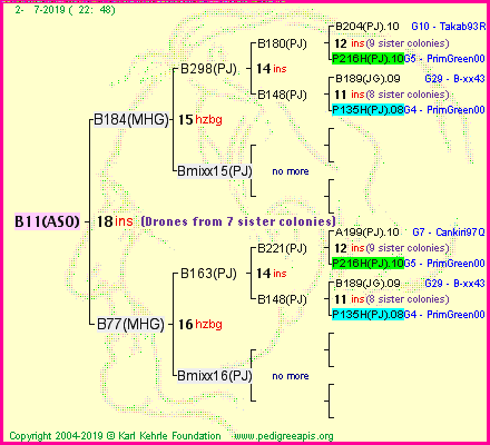 Pedigree of B11(ASO) :
four generations presented
it's temporarily unavailable, sorry!