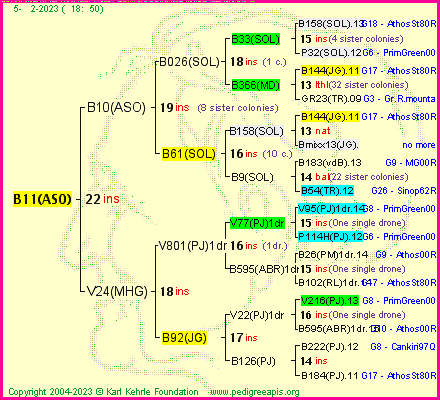 Pedigree of B11(ASO) :
four generations presented
it's temporarily unavailable, sorry!