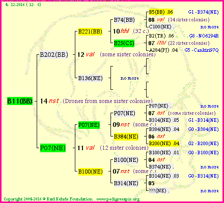 Pedigree of B11(BB) :
four generations presented