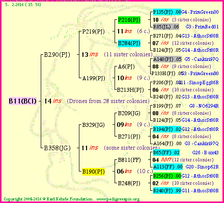 Pedigree of B11(BCI) :
four generations presented