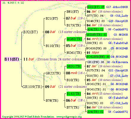 Pedigree of B11(BT) :
four generations presented