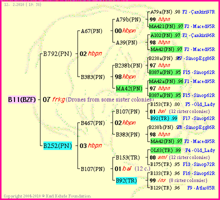 Pedigree of B11(BZF) :
four generations presented