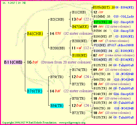 Pedigree of B11(CHB) :
four generations presented