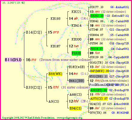 Pedigree of B11(DSJ) :
four generations presented