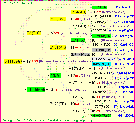 Pedigree of B11(EvG) :
four generations presented<br />it's temporarily unavailable, sorry!