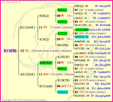 Pedigree of B11(FB) :
four generations presented