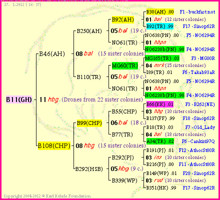 Pedigree of B11(GH) :
four generations presented